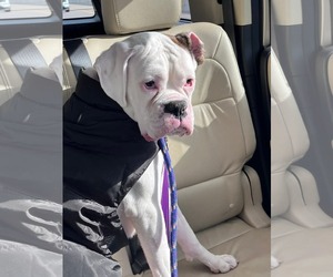 Boxer Dogs for adoption in Burnsville, MN, USA