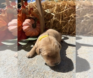 Golden Retriever Puppy for sale in NEOLA, WV, USA