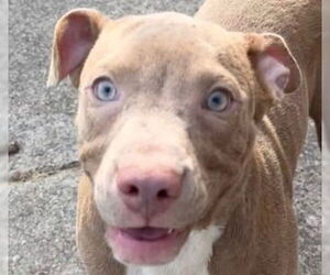 Mutt Dogs for adoption in Canton, CT, USA