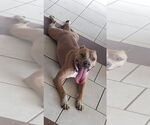 Small #17 American Pit Bull Terrier Mix