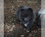 Small #6 Pomeranian