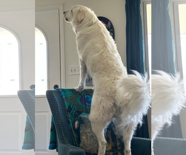 Medium Photo #2 Great Pyrenees Puppy For Sale in Tabernash, CO, USA