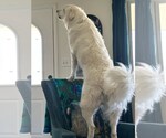 Small Photo #2 Great Pyrenees Puppy For Sale in Tabernash, CO, USA