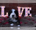 Small Photo #27 Bernedoodle Puppy For Sale in ELMWOOD, IL, USA