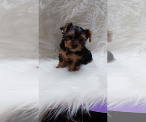 Yorkshire Terrier Puppy for sale in LEBANON, OR, USA