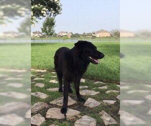 English Springer Spaniel-Unknown Mix Dogs for adoption in San Leon, TX, USA