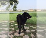 Small English Springer Spaniel Mix