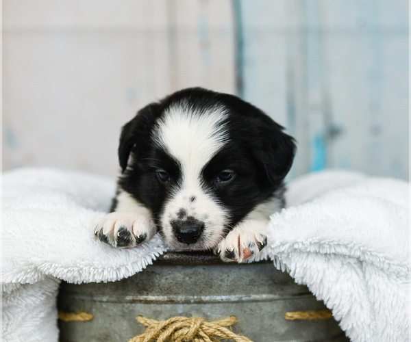 Medium Photo #9 Border Collie Puppy For Sale in STRAFFORD, MO, USA
