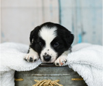 Small Photo #9 Border Collie Puppy For Sale in STRAFFORD, MO, USA