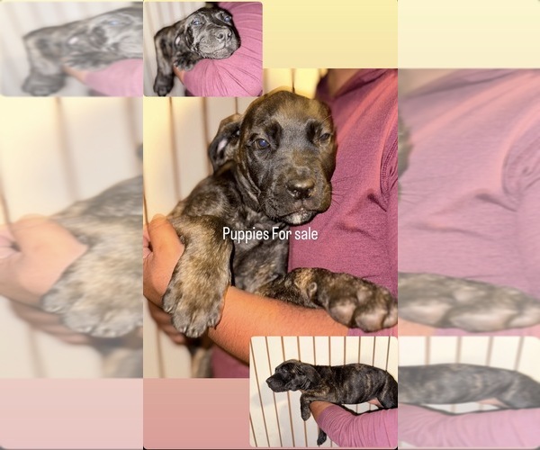 Medium Photo #1 Cane Corso Puppy For Sale in SAN ANTONIO, FL, USA