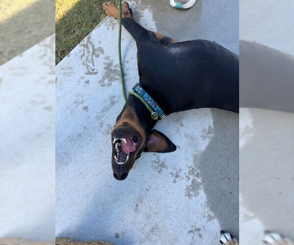 Medium Photo #7 Doberman Pinscher Puppy For Sale in Houston, TX, USA