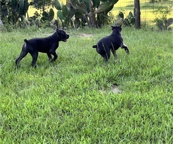 Medium Photo #9 Cane Corso Puppy For Sale in MONTGOMERY, AL, USA