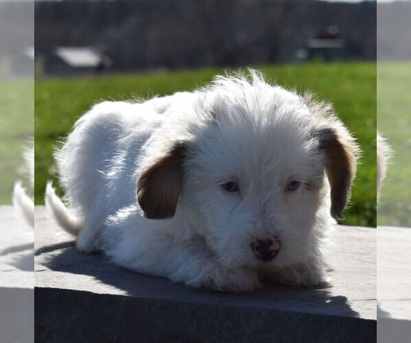 Medium Photo #1 Aussiedoodle-Poodle (Miniature) Mix Puppy For Sale in SUNBURY, PA, USA
