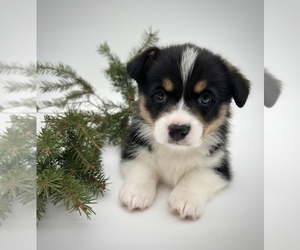 American Corgi Puppy for sale in FAIRBANK, IA, USA