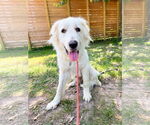 Small #12 Great Pyrenees