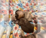 Small Photo #2 French Bulldog Puppy For Sale in BUFFALO VALLEY, TN, USA