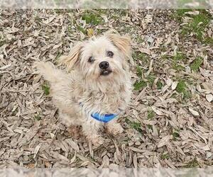 Mutt Dogs for adoption in Martinez, CA, USA