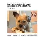 Small #2 Cairn Terrier Mix