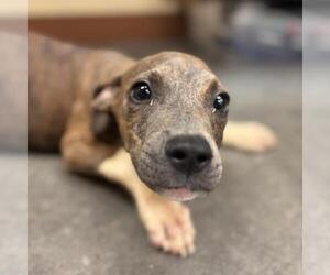 American Pit Bull Terrier-Unknown Mix Dogs for adoption in Texas City, TX, USA