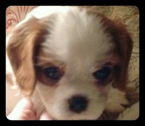 Cavalier King Charles Spaniel Puppy for sale in KALAMA, WA, USA