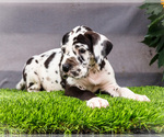 Small #4 Great Dane
