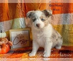 Puppy Puppy 5 Miniature Australian Shepherd