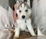 Small Photo #7 Siberian Husky Puppy For Sale in SHANDON, CA, USA