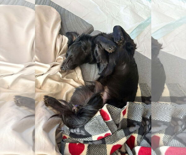 Medium Photo #4 Chiweenie Puppy For Sale in Grafton, WI, USA