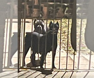 Mother of the Cane Corso puppies born on 11/30/2025