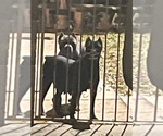 Small Photo #1 Cane Corso Puppy For Sale in SHELBY, NC, USA