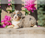 Puppy Riley Bernedoodle (Miniature)