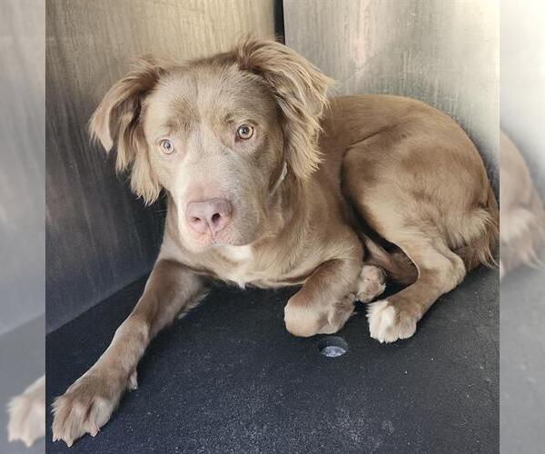 Medium Photo #1 American Staffordshire Terrier-Unknown Mix Puppy For Sale in San Antonio, TX, USA