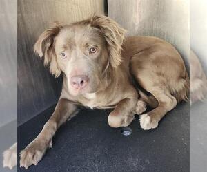 American Staffordshire Terrier-Unknown Mix Dogs for adoption in San Antonio, TX, USA