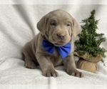 Small Photo #2 Labrador Retriever Puppy For Sale in CEDAR LANE, PA, USA