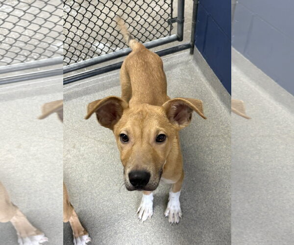 Medium Photo #1 Mutt Puppy For Sale in Sterling, MA, USA