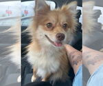 Small #2 Pomeranian