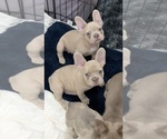 Small #12 French Bulldog