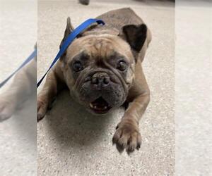 French Bulldog Dogs for adoption in Bakersfield, CA, USA