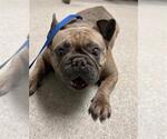 Small French Bulldog