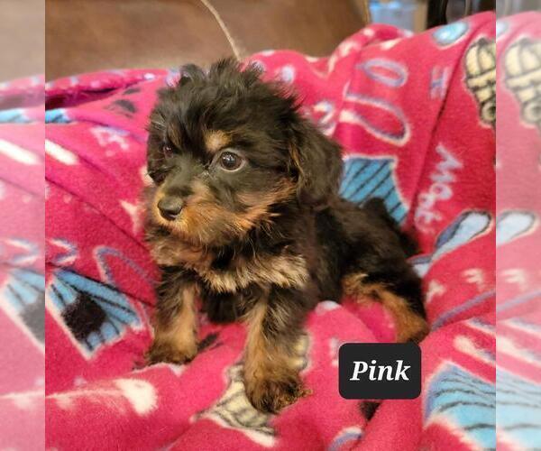 Medium Photo #1 Poodle (Toy)-Yorkshire Terrier Mix Puppy For Sale in BERESFORD, SD, USA