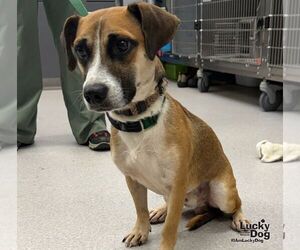 Roper - Male Jack-A-Bee Dog for Adoption - Photo #4