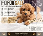 Small Poodle (Miniature)