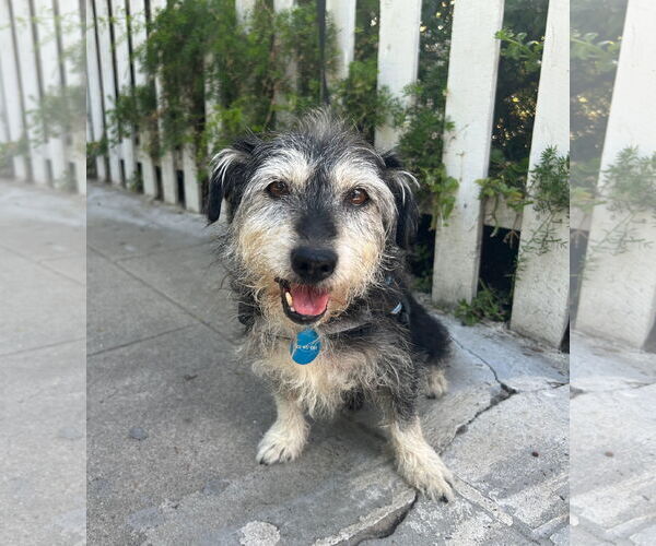 Medium Photo #4 Mutt Puppy For Sale in Milwaukie, OR, USA