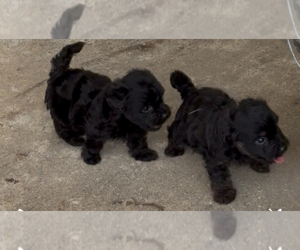 Medium Photo #2 YorkiePoo Puppy For Sale in FLORENCE, SC, USA
