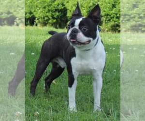 Medium Photo #1 Boston Terrier Puppy For Sale in BROOKSVILLE, FL, USA