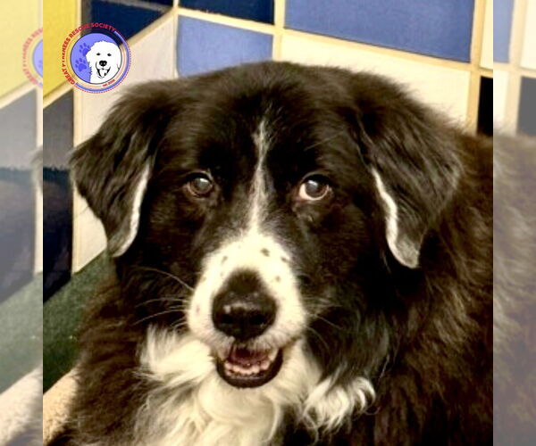 Medium Photo #1 Great Pyrenees Puppy For Sale in Spring, TX, USA