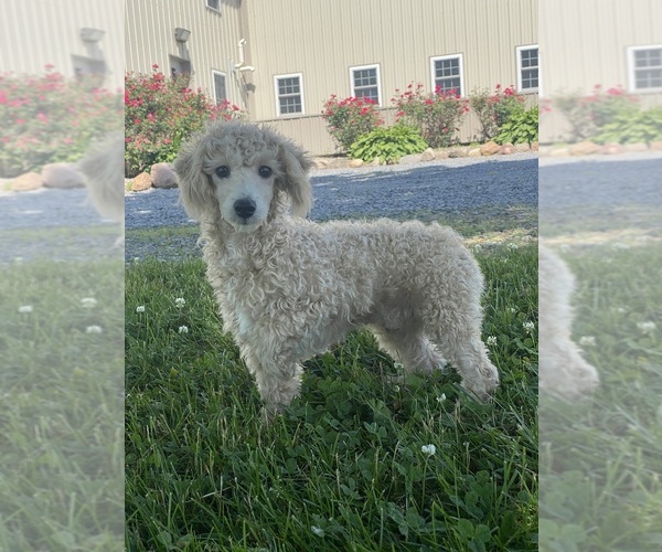 Medium Photo #5 Poodle (Toy) Puppy For Sale in CANOGA, NY, USA