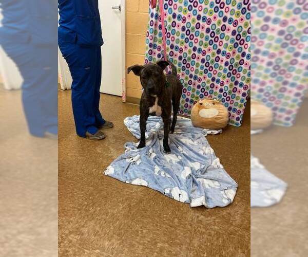 Medium Photo #13 Boxador Puppy For Sale in Orangeburg, SC, USA