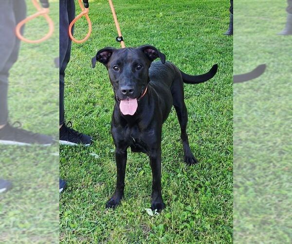 Medium Photo #1 Mutt Puppy For Sale in Perth Amboy, NJ, USA