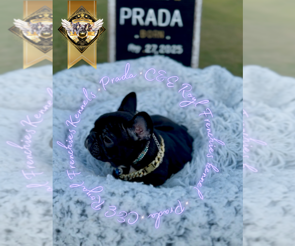 Medium Photo #4 French Bulldog Puppy For Sale in ATHENS, GA, USA